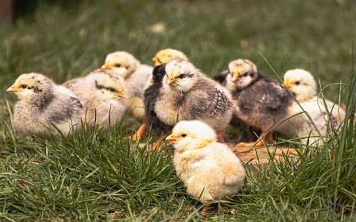 Adorable chicks from Chrome web store to be run with OffiDocs Chromium online Adorable chicks from Chrome web store to be run with OffiDocs Chromium online