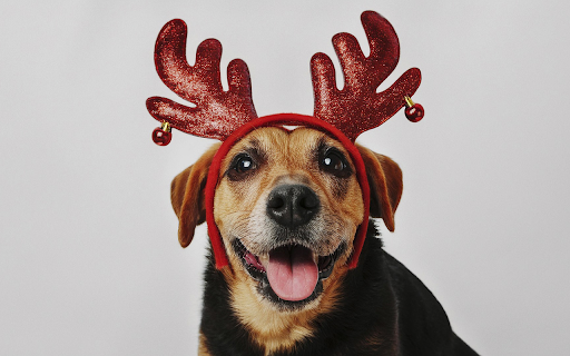 Adorable dog and reindeer mane from Chrome web store to be run with OffiDocs Chromium online Adorable dog and reindeer mane from Chrome web store to be run with OffiDocs Chromium online