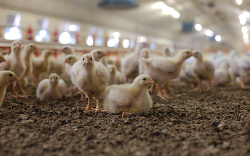 A flock of chicks from Chrome web store to be run with OffiDocs Chromium online A flock of chicks from Chrome web store to be run with OffiDocs Chromium online