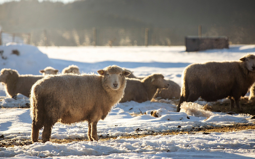 A flock of sheep in the winter sky from Chrome web store to be run with OffiDocs Chromium online A flock of sheep in the winter sky from Chrome web store to be run with OffiDocs Chromium online