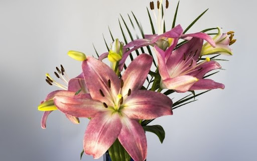 A Graceful Bouquet of Lilium Stargazer from Chrome web store to be run with OffiDocs Chromium online A Graceful Bouquet of Lilium Stargazer from Chrome web store to be run with OffiDocs Chromium online