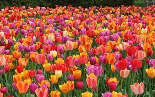 A Kaleidoscope of Tulip Blooms from Chrome web store to be run with OffiDocs Chromium online A Kaleidoscope of Tulip Blooms from Chrome web store to be run with OffiDocs Chromium online