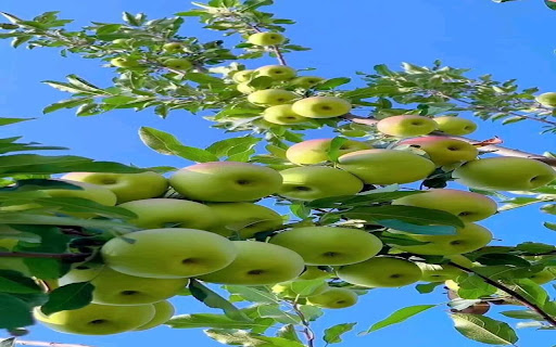 apple tree wallpaper from Chrome web store to be run with OffiDocs Chromium online apple tree wallpaper from Chrome web store to be run with OffiDocs Chromium online
