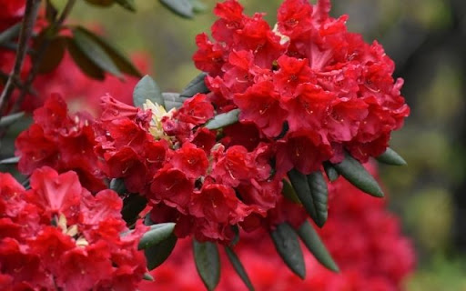 A Resplendent Cluster of Rhododendron arboreum from Chrome web store to be run with OffiDocs Chromium online A Resplendent Cluster of Rhododendron arboreum from Chrome web store to be run with OffiDocs Chromium online