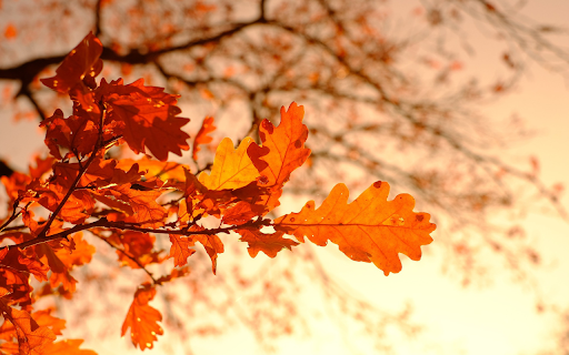 Autumn tree branches from Chrome web store to be run with OffiDocs Chromium online Autumn tree branches from Chrome web store to be run with OffiDocs Chromium online