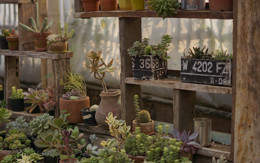 Baby bonsai corner from Chrome web store to be run with OffiDocs Chromium online Baby bonsai corner from Chrome web store to be run with OffiDocs Chromium online