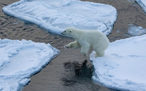 Bear Jumping on Ice from Chrome web store to be run with OffiDocs Chromium online Bear Jumping on Ice from Chrome web store to be run with OffiDocs Chromium online