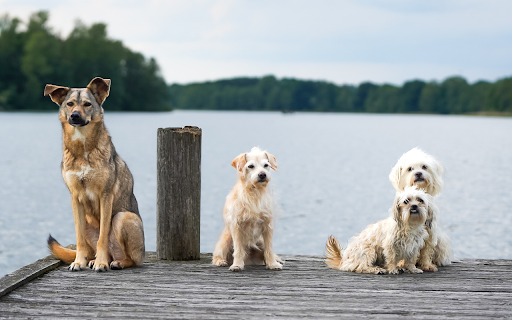 Beautiful dogs by the lake from Chrome web store to be run with OffiDocs Chromium online Beautiful dogs by the lake from Chrome web store to be run with OffiDocs Chromium online