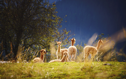 Beautiful herd of alpacas from Chrome web store to be run with OffiDocs Chromium online Beautiful herd of alpacas from Chrome web store to be run with OffiDocs Chromium online