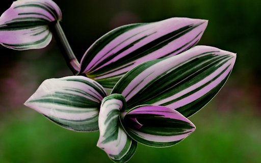 Beautiful leaves from Chrome web store to be run with OffiDocs Chromium online Beautiful leaves from Chrome web store to be run with OffiDocs Chromium online