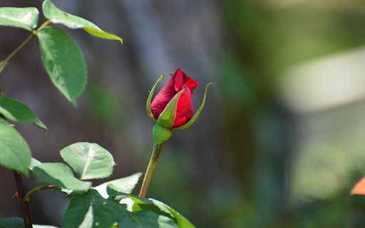 Beautiful little rose bud from Chrome web store to be run with OffiDocs Chromium online Beautiful little rose bud from Chrome web store to be run with OffiDocs Chromium online