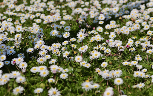 Beautiful white chrysanthemum field from Chrome web store to be run with OffiDocs Chromium online Beautiful white chrysanthemum field from Chrome web store to be run with OffiDocs Chromium online