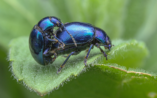 Beetles on a leaf from Chrome web store to be run with OffiDocs Chromium online Beetles on a leaf from Chrome web store to be run with OffiDocs Chromium online