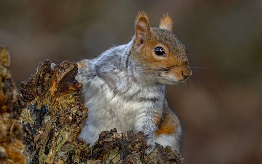 Big Eyed Squirrel from Chrome web store to be run with OffiDocs Chromium online Big Eyed Squirrel from Chrome web store to be run with OffiDocs Chromium online