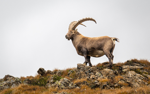 Big horned goat from Chrome web store to be run with OffiDocs Chromium online Big horned goat from Chrome web store to be run with OffiDocs Chromium online
