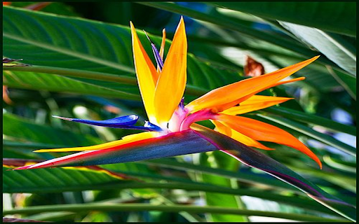 Bird of paradise flower wallpape from Chrome web store to be run with OffiDocs Chromium online Bird of paradise flower wallpape from Chrome web store to be run with OffiDocs Chromium online