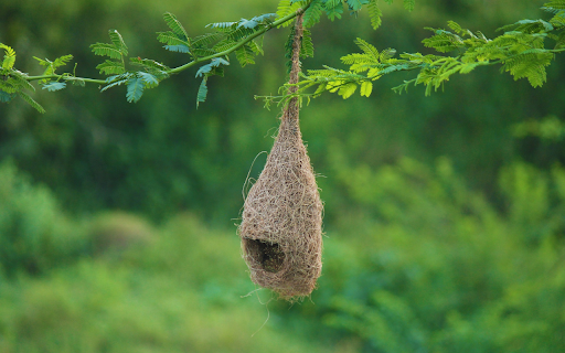 Birds nest hanging on a tree branch from Chrome web store to be run with OffiDocs Chromium online Birds nest hanging on a tree branch from Chrome web store to be run with OffiDocs Chromium online