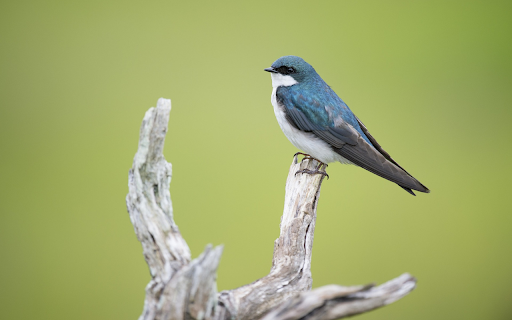 Bird standing on a wooden branch from Chrome web store to be run with OffiDocs Chromium online Bird standing on a wooden branch from Chrome web store to be run with OffiDocs Chromium online