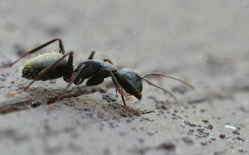 Black Ant from Chrome web store to be run with OffiDocs Chromium online Black Ant from Chrome web store to be run with OffiDocs Chromium online