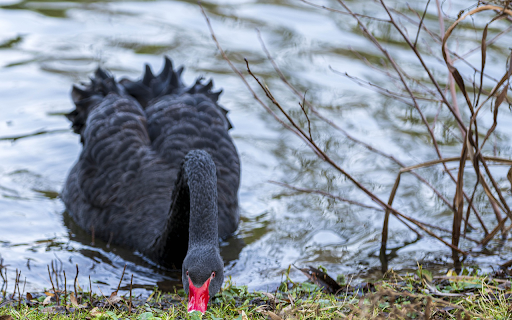 black swans foraging from Chrome web store to be run with OffiDocs Chromium online black swans foraging from Chrome web store to be run with OffiDocs Chromium online