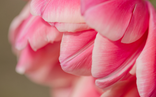 Blooming Red Pink Flower Theme from Chrome web store to be run with OffiDocs Chromium online Blooming Red Pink Flower Theme from Chrome web store to be run with OffiDocs Chromium online