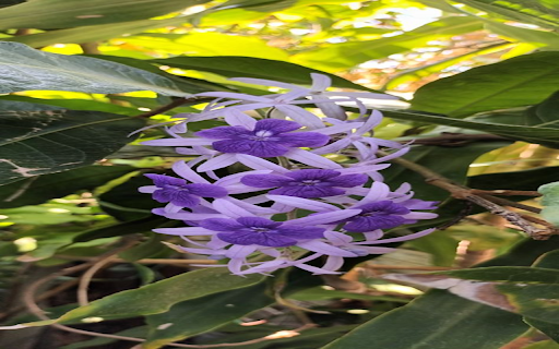 Blue Apricot Flower Wallpaper from Chrome web store to be run with OffiDocs Chromium online Blue Apricot Flower Wallpaper from Chrome web store to be run with OffiDocs Chromium online