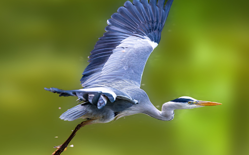 Blue Heron from Chrome web store to be run with OffiDocs Chromium online Blue Heron from Chrome web store to be run with OffiDocs Chromium online