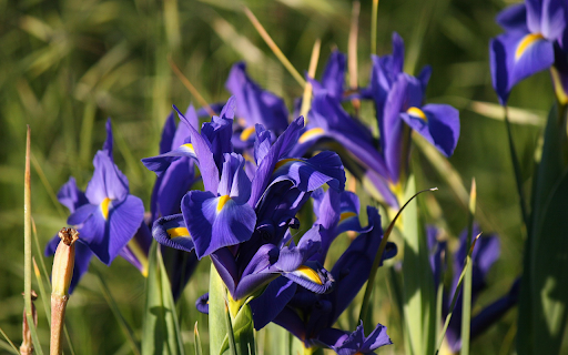 Blue iris flower from Chrome web store to be run with OffiDocs Chromium online Blue iris flower from Chrome web store to be run with OffiDocs Chromium online