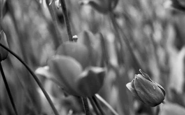 blutintphotography.com Flowers from Chrome web store to be run with OffiDocs Chromium online blutintphotography.com Flowers from Chrome web store to be run with OffiDocs Chromium online