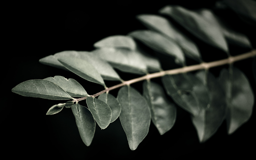 Branches and leaves are symmetrical from Chrome web store to be run with OffiDocs Chromium online Branches and leaves are symmetrical from Chrome web store to be run with OffiDocs Chromium online