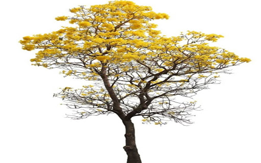 bright yellow flower tree wallpaper from Chrome web store to be run with OffiDocs Chromium online bright yellow flower tree wallpaper from Chrome web store to be run with OffiDocs Chromium online