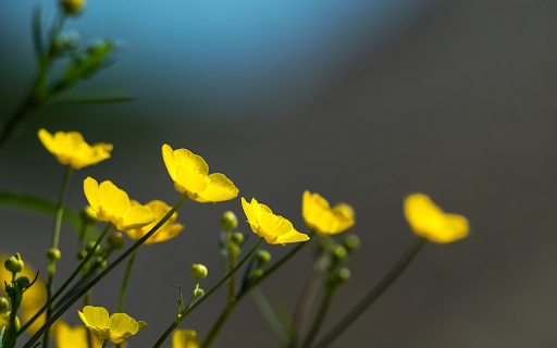 Bright Yellow Grass Flowers from Chrome web store to be run with OffiDocs Chromium online Bright Yellow Grass Flowers from Chrome web store to be run with OffiDocs Chromium online