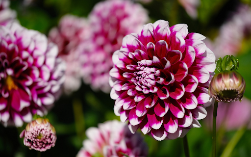Brilliant spring colors from Chrome web store to be run with OffiDocs Chromium online Brilliant spring colors from Chrome web store to be run with OffiDocs Chromium online