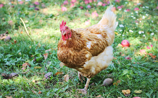 Brown chicken and apple orchard from Chrome web store to be run with OffiDocs Chromium online Brown chicken and apple orchard from Chrome web store to be run with OffiDocs Chromium online