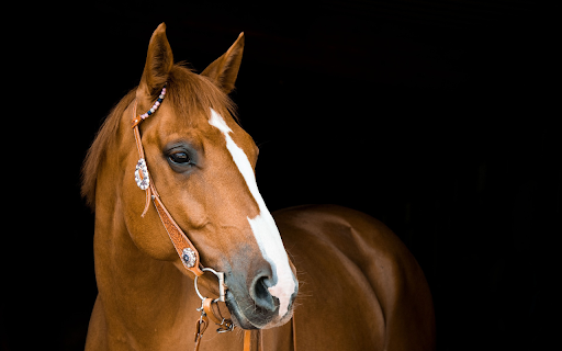 Brown horse from Chrome web store to be run with OffiDocs Chromium online Brown horse from Chrome web store to be run with OffiDocs Chromium online