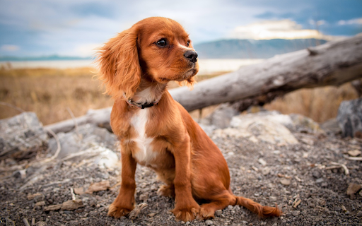 Brown pet dog from Chrome web store to be run with OffiDocs Chromium online Brown pet dog from Chrome web store to be run with OffiDocs Chromium online