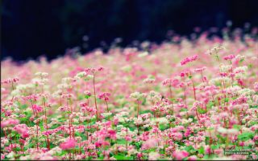 Buckwheat flower wallpaper from Chrome web store to be run with OffiDocs Chromium online Buckwheat flower wallpaper from Chrome web store to be run with OffiDocs Chromium online