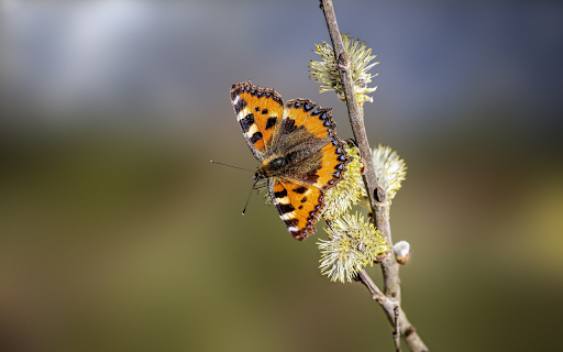 Butterflies get pollen from Chrome web store to be run with OffiDocs Chromium online Butterflies get pollen from Chrome web store to be run with OffiDocs Chromium online