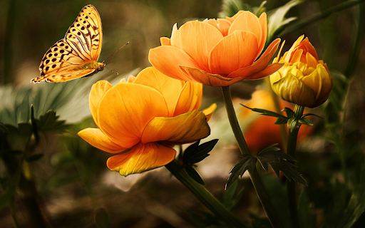 Butterfly and flowers from Chrome web store to be run with OffiDocs Chromium online Butterfly and flowers from Chrome web store to be run with OffiDocs Chromium online