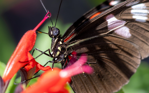 Butterfly lands on red flower from Chrome web store to be run with OffiDocs Chromium online Butterfly lands on red flower from Chrome web store to be run with OffiDocs Chromium online