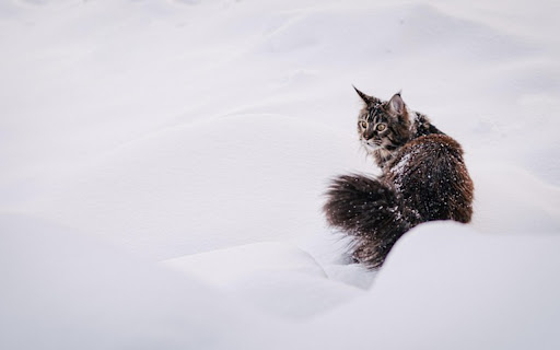 CAT 2 Theme from Chrome web store to be run with OffiDocs Chromium online CAT 2 Theme from Chrome web store to be run with OffiDocs Chromium online