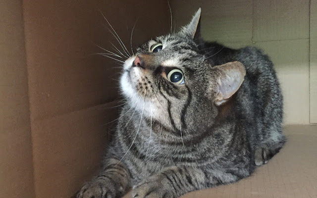 Cat Generator from Chrome web store to be run with OffiDocs Chromium online Cat Generator from Chrome web store to be run with OffiDocs Chromium online