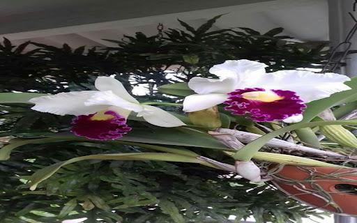 Cattleya orchid wallpaper from Chrome web store to be run with OffiDocs Chromium online Cattleya orchid wallpaper from Chrome web store to be run with OffiDocs Chromium online