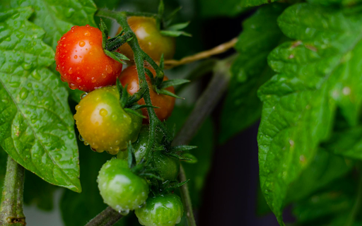 Cherry Tomatoes from Chrome web store to be run with OffiDocs Chromium online Cherry Tomatoes from Chrome web store to be run with OffiDocs Chromium online