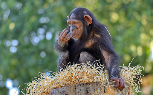 Chimpanzee on straw bed from Chrome web store to be run with OffiDocs Chromium online Chimpanzee on straw bed from Chrome web store to be run with OffiDocs Chromium online