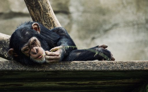 Chimps floss their teeth from Chrome web store to be run with OffiDocs Chromium online Chimps floss their teeth from Chrome web store to be run with OffiDocs Chromium online
