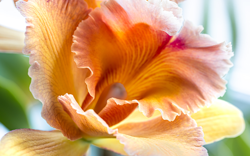 closeup thai orchid blurred background from Chrome web store to be run with OffiDocs Chromium online closeup thai orchid blurred background from Chrome web store to be run with OffiDocs Chromium online