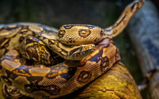 Cobra from Chrome web store to be run with OffiDocs Chromium online Cobra from Chrome web store to be run with OffiDocs Chromium online