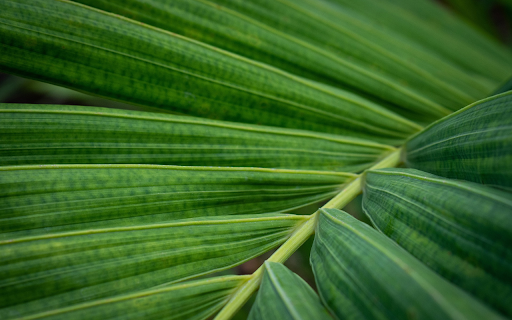 Coconut leaves from Chrome web store to be run with OffiDocs Chromium online Coconut leaves from Chrome web store to be run with OffiDocs Chromium online