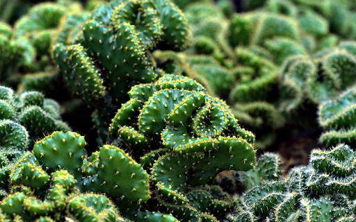 coral cactus from Chrome web store to be run with OffiDocs Chromium online coral cactus from Chrome web store to be run with OffiDocs Chromium online